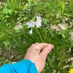 Cardamine pratensisFlower