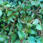 Ludwigia palustris Leaf