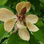 Magnolia obovata Floare