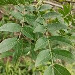 Calliandra haematocephala Yaprak