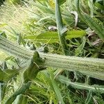 Cirsium eriophorumKôra