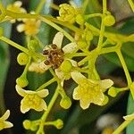 Ocotea acutifolia Flor