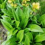 Gentiana punctata Pokrój