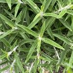 Trichostema parishii Leaf