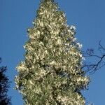 Fitzroya cupressoides Tervik taim