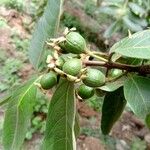 Psidium guineense Плод