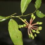 Guatteria dolichopoda Fruit