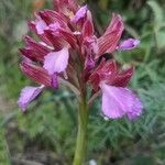 Anacamptis papilionacea फूल