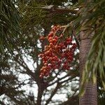 Wodyetia bifurcata Fruit