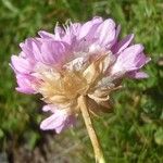 Armeria alpina Other