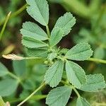 Medicago laciniata Blad