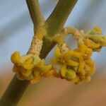 Leptadenia pyrotechnica Цветок