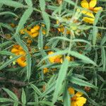 Tagetes lemmonii Inny