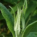 Buddleja globosa Leaf