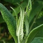 Buddleja globosa पत्ता