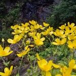 Ranunculus cortusifolius Blüte