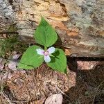 Trillium undulatum Flower