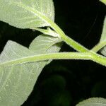 Kohleria tigridia Bark