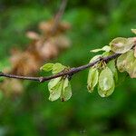 Ulmus rubra