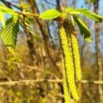 Ostrya carpinifolia फूल