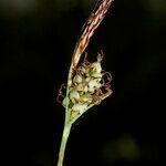 Carex tomentosa Fruit