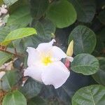 Chonemorpha fragrans 花