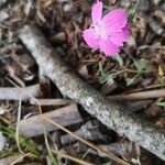Dianthus scaber Flower