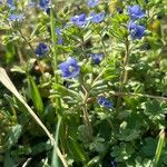 Veronica triphyllos Leaf