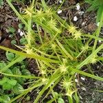 Carex grayi Fruit