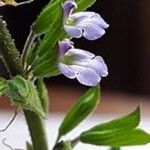 Salvia graciliramulosa Flower
