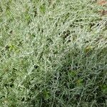 Artemisia herba-alba ഇല