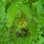 Ligustrum sinense Fruto
