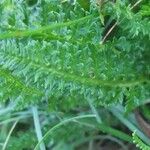 Pedicularis ascendens Leaf