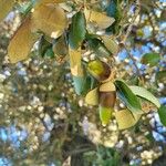 Quercus rotundifolia Meyve