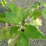 Solanum villosumFlower