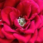 Rosa × odorata Кветка
