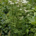 Chaerophyllum elegans 整株植物