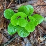 Pyrola elliptica পাতা