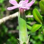 Dianthus godronianus Cvet