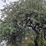 Pyrus salicifolia Habit