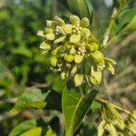 Stephanotis abyssinica Λουλούδι