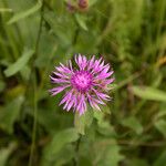 Centaurea nigrescensFlower