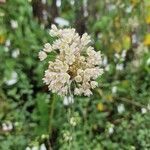 Allium paniculatum Blüte