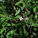Putoria calabrica Flower