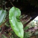 Elaphoglossum hybridum Leaf