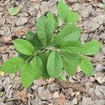 Diospyros virginiana Leaf