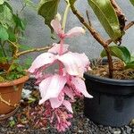 Medinilla magnificaFlower