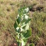 Asclepias latifolia ᱛᱟᱦᱮᱸ