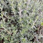 Teucrium × lucidrys Costuma