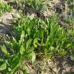 Plantago lagopus Leaf